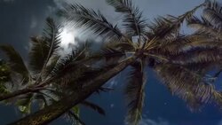 The Night Sky Above Tropical Palm Trees Stock Footage