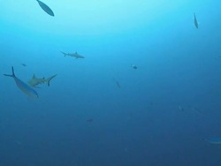 School of Grey Reef Sharks (Carcharhinus amblyrhynchos) and Moon Fusiliers, Giant Trevally (Caranx ignobilis) swims by, Vaavu Atoll, The Maldives Stock Footage