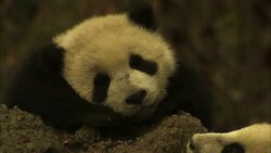 A panda cub sleeps on a rock while another cub tries to climb the rock. Stock Footage