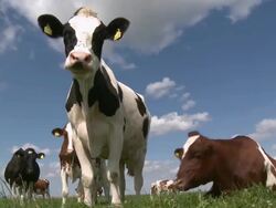 WS PAN Herd of cows on field / Kirf, Saargau, Rhineland-Palatinate, Germany Stock Footage