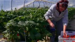 Female farm worker picks strawberries in poly tunnel during harvest. Stock Footage