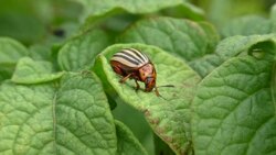 Beetle Stock Footage