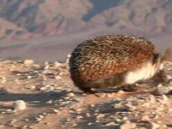 MS ZO TS View of Desert hedgehog (Paraechinus aethiopicus) looking for food in desert / eilat, negev desert, Israel Stock Footage