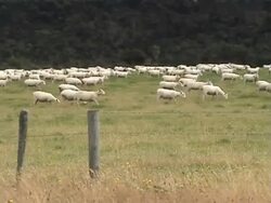 Flock of sheep Stock Footage