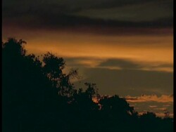 WA Pan right, Silhouetted tree line against orange dusk sky, South America Stock Footage