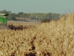 A combine travels away from camera, harvesting corn in a large field, the shaft is discharged and blows in the wind. Stock Footage