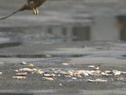 Red Kite (Milvus milvus) flies down to scavenge food, close up. Kites from Spain were releasRed in the Chilterns by the RSPB and English Nature between 1989 and 1994. Their reintroduction has been very successful; they startRed breReding in 1992 and there Stock Footage
