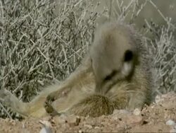 Male Meerkat (Suricata suricatta) grooms itself at burrow, exits MS, Namaqualand, South Africa Stock Footage