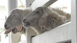 sheep in pen at farm Stock Footage