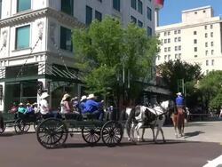 MS Horse Carriages at Calgary stampede / Calgary, Alberta, Canada Stock Footage