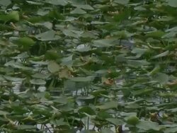 MS Dense group of lilies in river / Everglades, Florida, USA Stock Footage