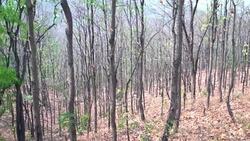 Dead tree in dry season Stock Footage