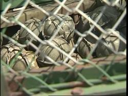 The Vietnam war remembered News Clip