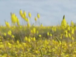 MS Shot of Wind buffeting a variety of low growing wild flowers and tall stemmed plants with yellow flower heads / Namaqualand, Northern Cape, South Africa Stock Footage