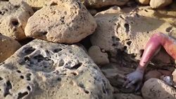 Bodies of six migrants washed up off Libya Instructional Video