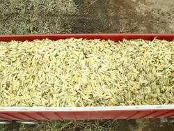 Semi Trailer Loaded with Sweet Corn Driving Off Stock Footage