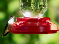 High speed shot of a hummingbird at a feeder slow motion Stock Footage