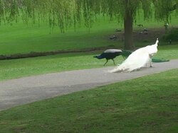 Two peacocks walking in park Stock Footage