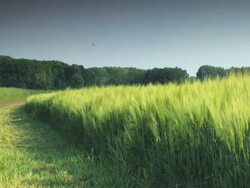 NTSC: Grain Stock Footage