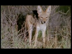 MCU Blackbacked jackal looking around at night, Botswana Stock Footage