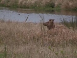 Wandering Elk Stock Footage
