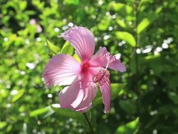 CU Pink color Hibiscus, Disambiguation / Ogasawara Islands, Tokyo, Japan Stock Footage