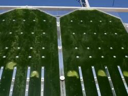 microalgae Stock Footage