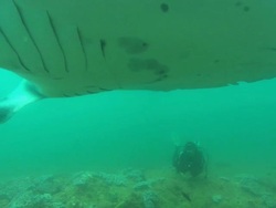 Manta with diver, hovers over camera, Mozambique  Stock Footage
