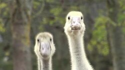 CLEAN: Foreign birds threat to French foie-gras tradition News Clip