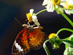 butterfly and flower Stock Footage