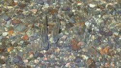 Fish Instructional Video