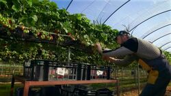 Male fruit picker harvests strawberries in poly tunnel. Stock Footage