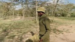 Rhino grazing on the Ol Pejeta Conservancy News Clip