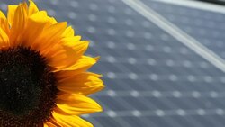 Photovoltaik and sunflower Stock Footage