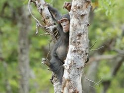 MS Chimpanzee on tree / Chingola, Copperbelt, Zambia Stock Footage