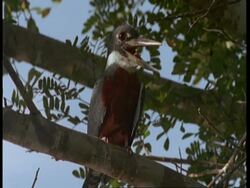 MCU Ringed kingfisher in tree, South America Stock Footage