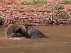 MS Grizzly Bear (Ursus Arctos horribills) plays with a stick in a river. /Utah, USA Stock Footage
