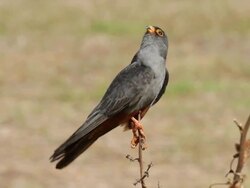 Red-footed Falcon (Falco vespertinus) Adult male on a plant in the field Stock Footage