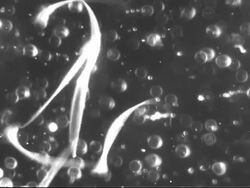Microscopic footage of swimming sperm. Stock Footage