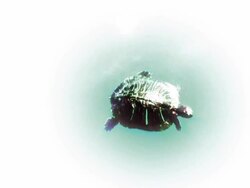 Turtle swimming on green and white bright water Stock Footage