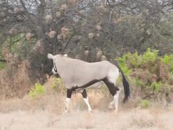 MS TS Shot of Oryx walking  / Central Kalahari Game Reserve, Botswana Stock Footage