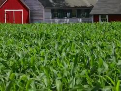 Young corn stalks wave in the wind in front of a red barn Stock Footage