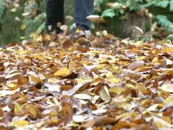 CU Hiker walking through autumn forest  / Kastel-Staadt, Rhineland-Palatinate, Germany Stock Footage