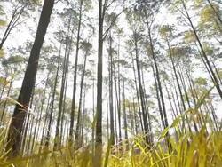 Pine trees Stock Footage