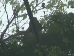 Spider monkey  in the mist Stock Footage