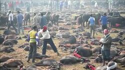 VOICED : Sacrificio masivo de animales en Nepal News Clip