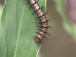 Caterpillar macro Stock Footage