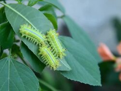 Caterpillars Stock Footage