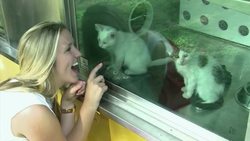 Pet trend-setters in West Hollywood and Beverly Hills News Clip