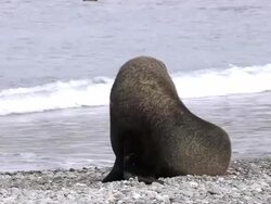 MS Fur seal at sea shore AUDIO / Gold Harbour, South Georgia, Antarctica Stock Footage